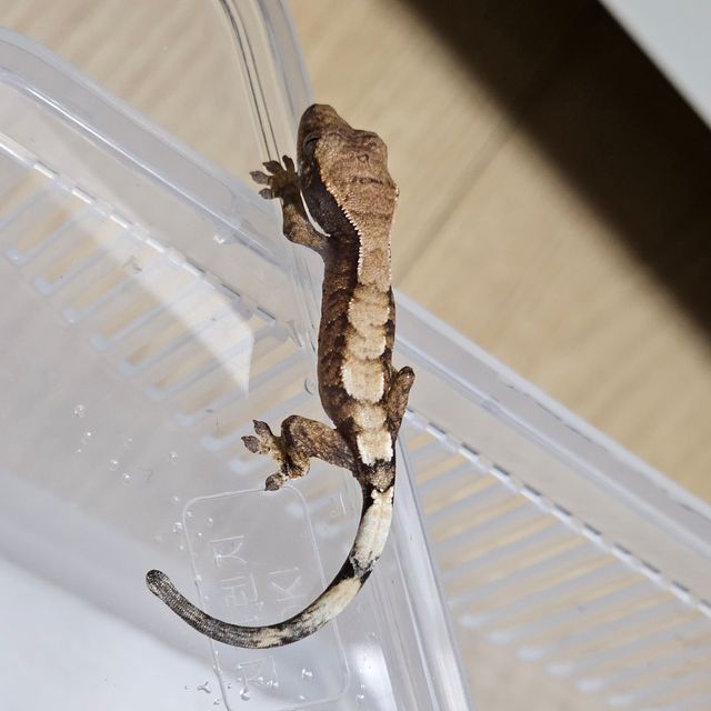 세이블