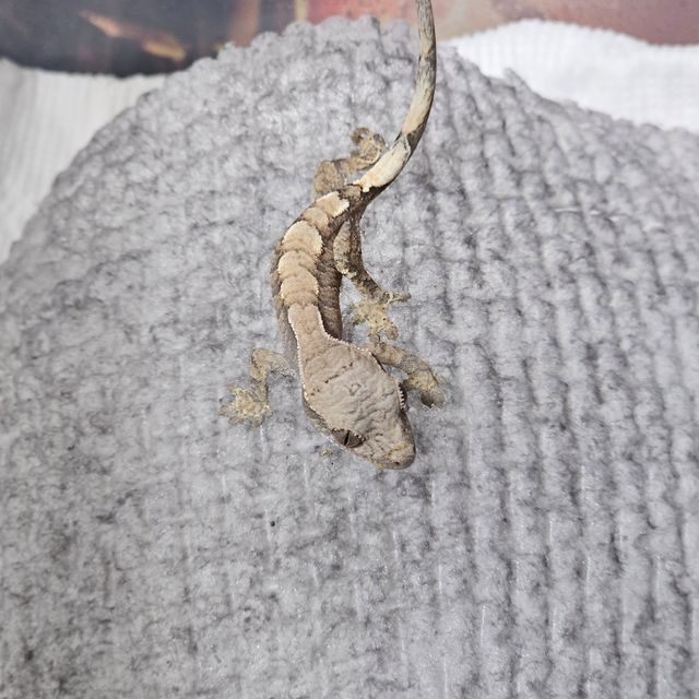 세이블