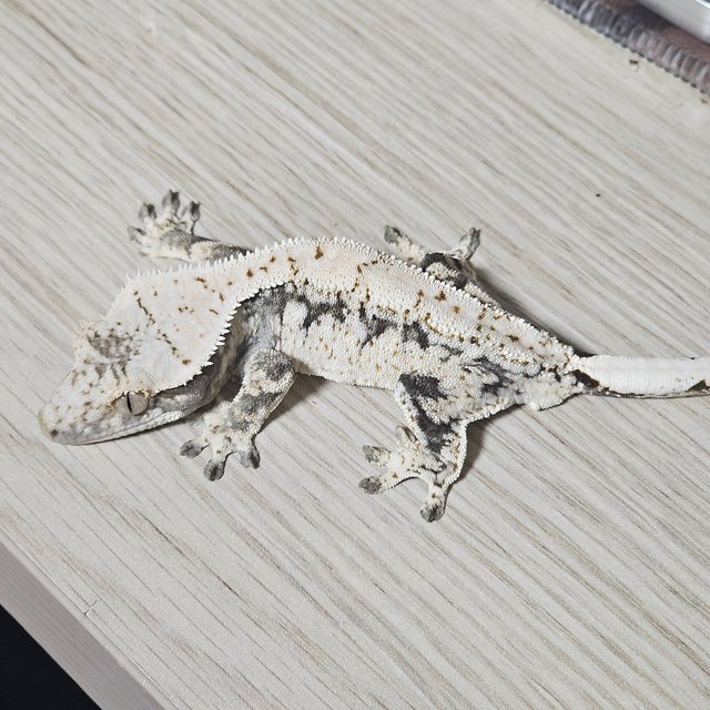 드리피 화이트스팟