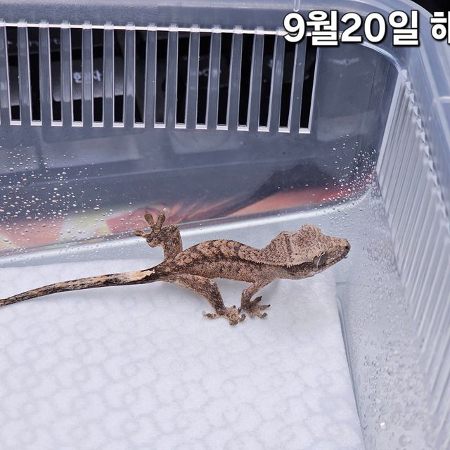 카푸치노