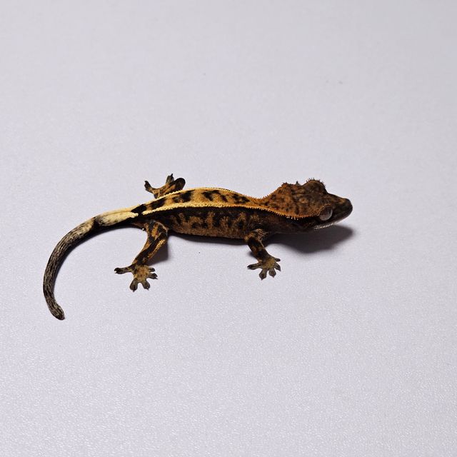 세이블