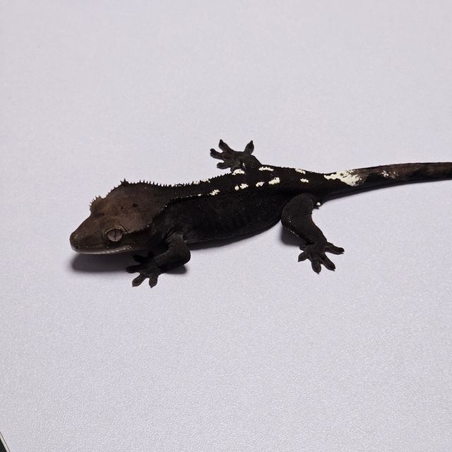 아잔틱