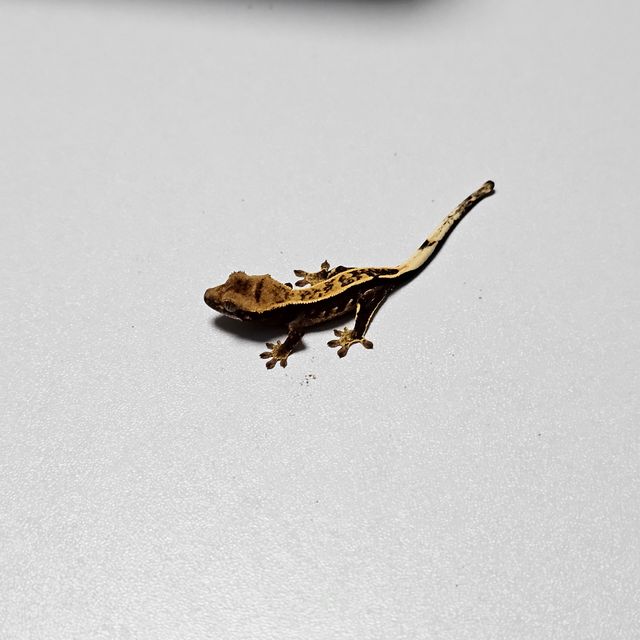 세이블