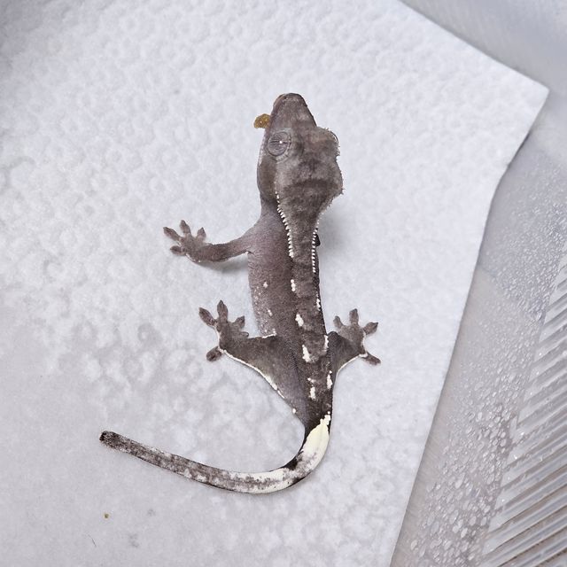 아잔틱