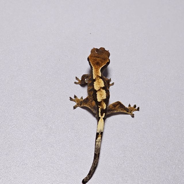 세이블