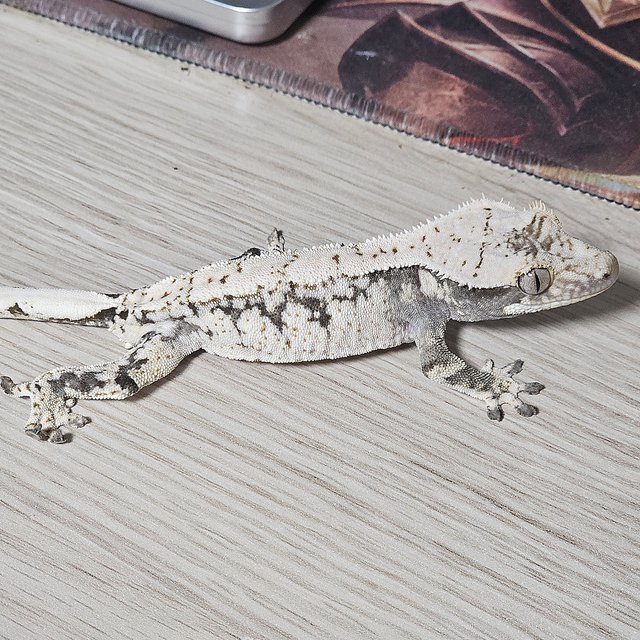 드리피 화이트스팟