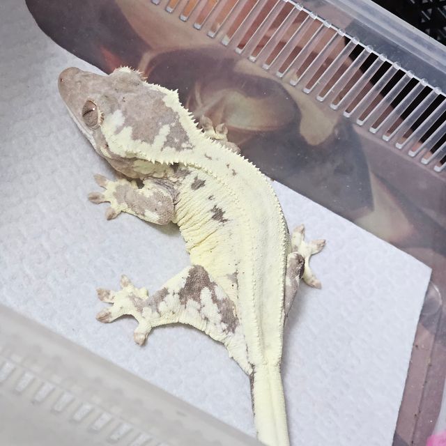 프라푸치노