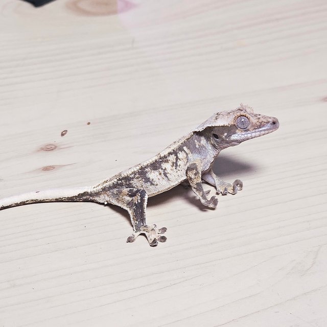 드리피 화이트스팟