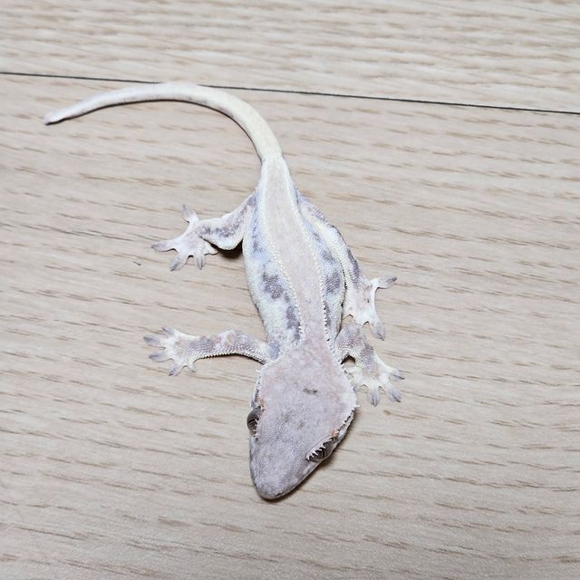 솔리드백 릴리 세이블