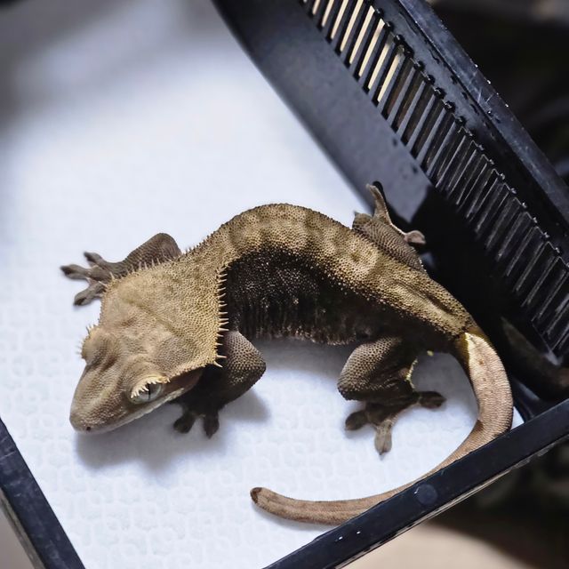 알티 챠콜