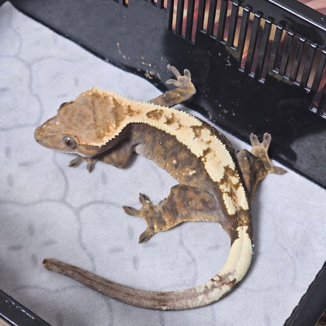 세이블