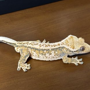 익스트림할리퀸