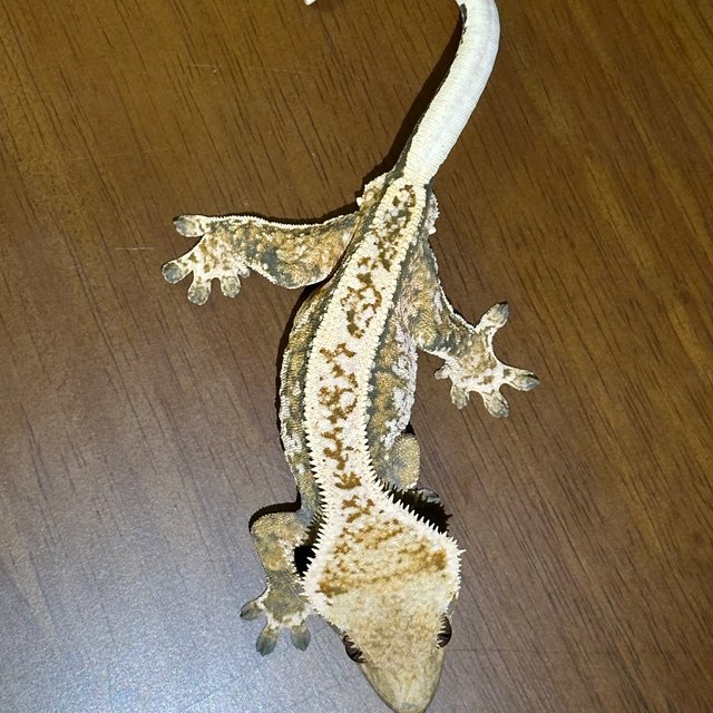 익스트림할리퀸