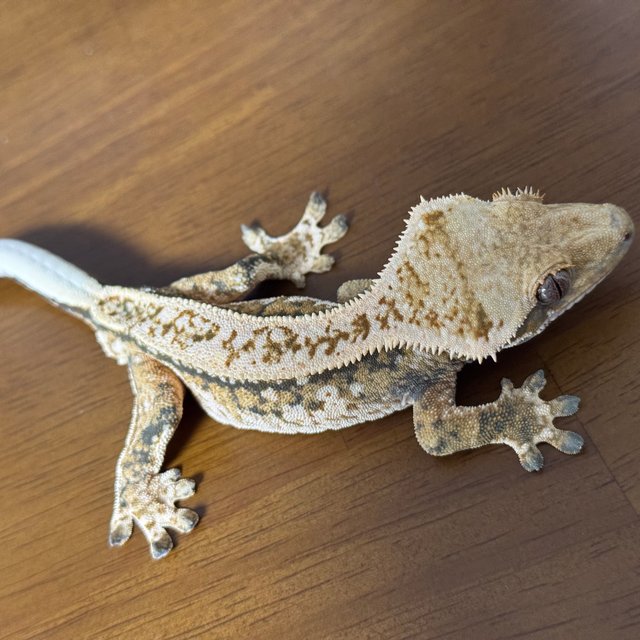 익스트림할리퀸