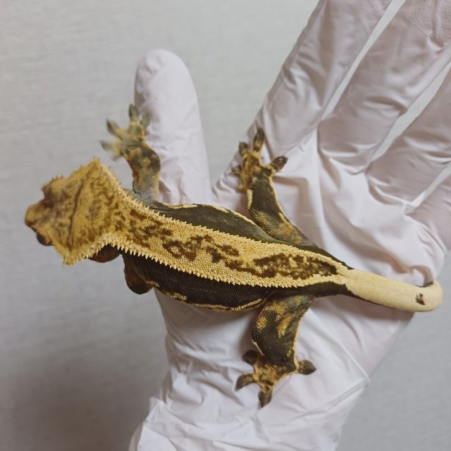 엠티백 풀핀 쿼드