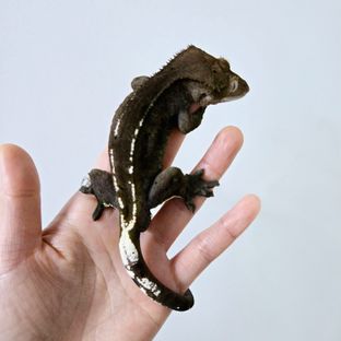 아잔틱