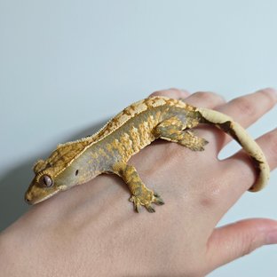 트라이 익스트림할리퀸 화이트스팟 화이트포트홀