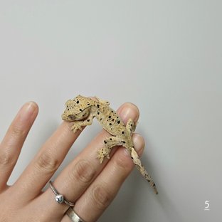 치x참3-2 5번