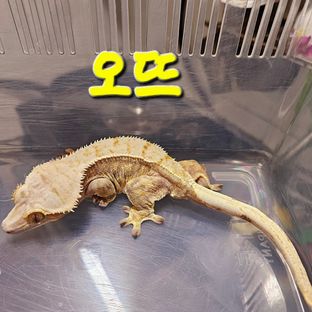 오뜨