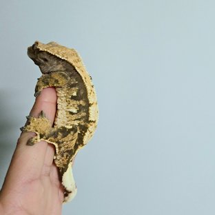 트라이 익스트림할리퀸