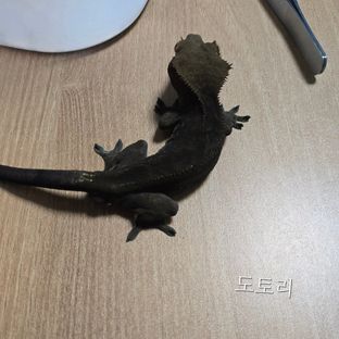 도톨