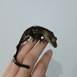 아잔틱 풀핀 화이트핀