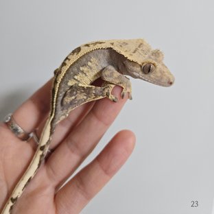 노멀 풀핀 화이트포트홀