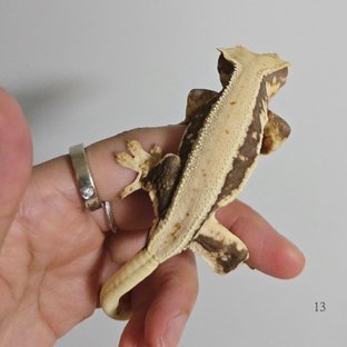 릴리화이트 솔리드백 풀핀