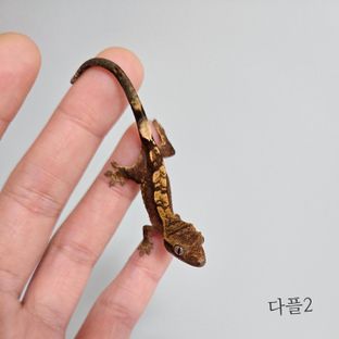 다크 플레임