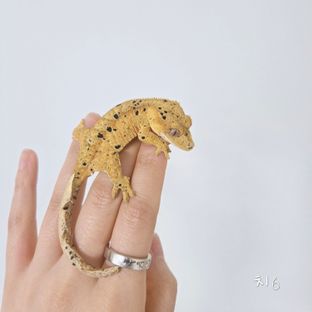 달마시안 슈퍼달마시안 옐로우