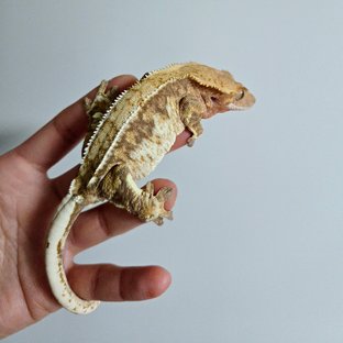 트라이 익스트림할리퀸