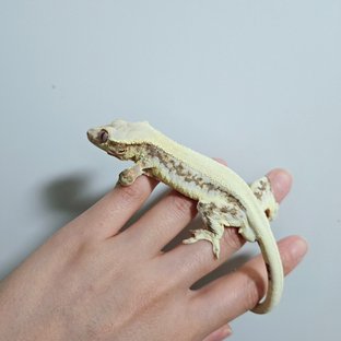 릴리화이트 솔리드백