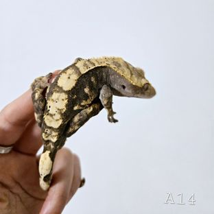 100%헷아잔틱
