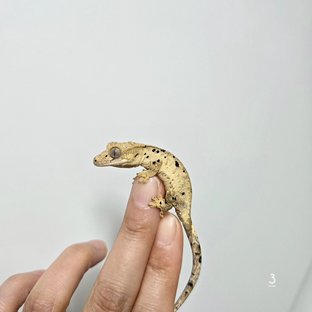 치x참 3-1 3번
