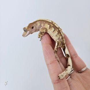 레드 트라이 익스트림할리퀸 노멀