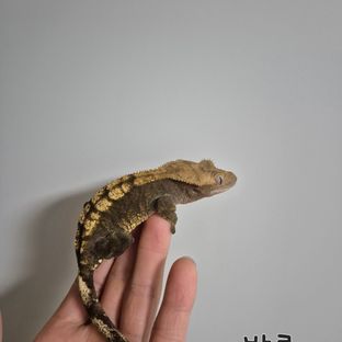 밤콩