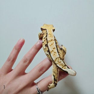 트라이 익스트림할리퀸 화이트핀