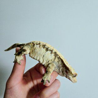 노멀 화이트 드리피 화이트스팟