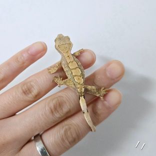 노멀 화이트스팟 화이트포트홀 트라이 익스트림할리퀸