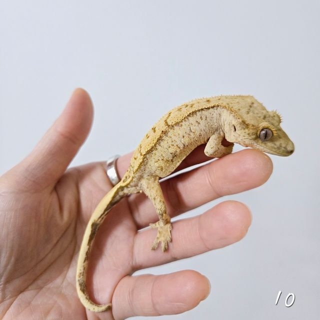 옐로우 노멀