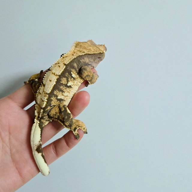 트라이 익스트림할리퀸