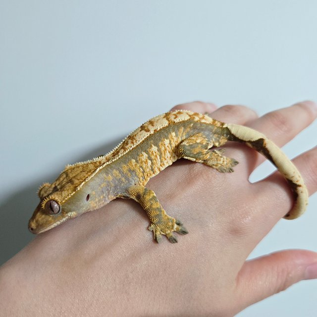 트라이 익스트림할리퀸 화이트스팟 화이트포트홀