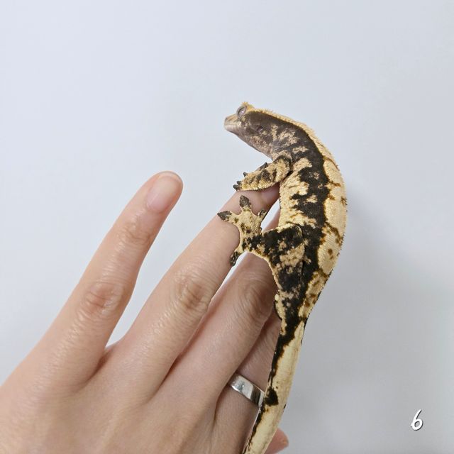 노멀 트라이 익스트림할리퀸