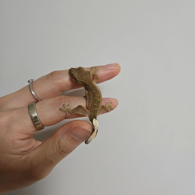 팬텀 패턴리스 카푸치노