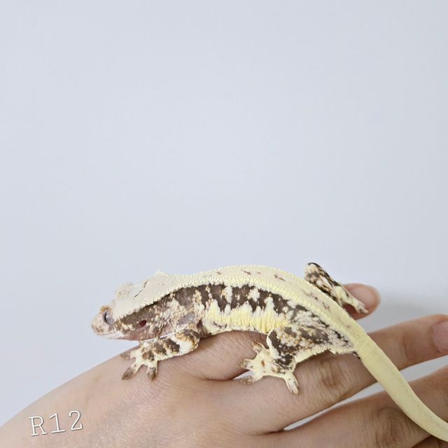 릴리100%헷아잔틱