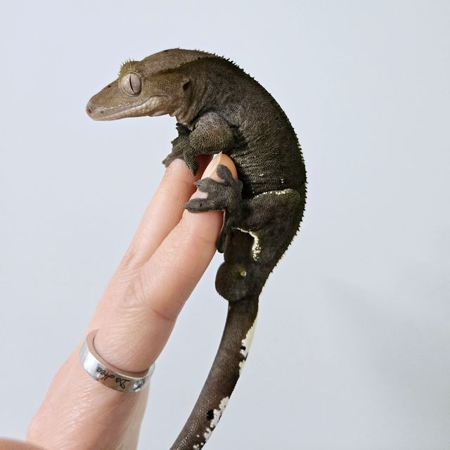 아잔틱