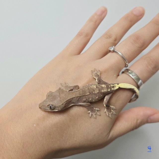 팬텀 패턴리스 프라푸치노