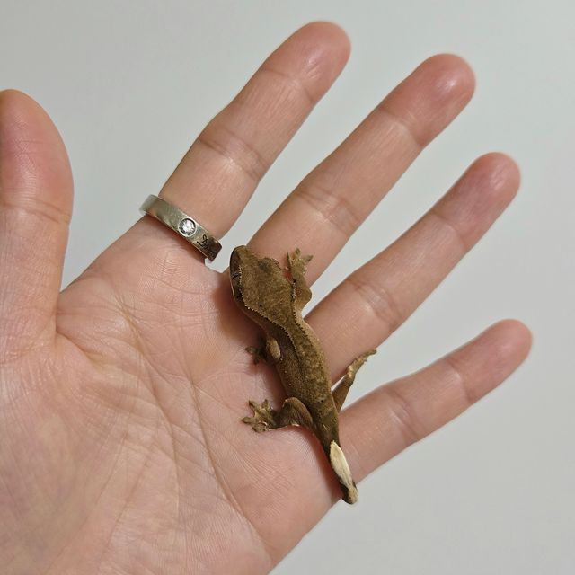 팬텀 패턴리스 카푸치노