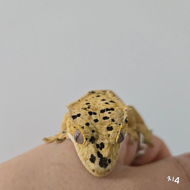 슈퍼달마시안