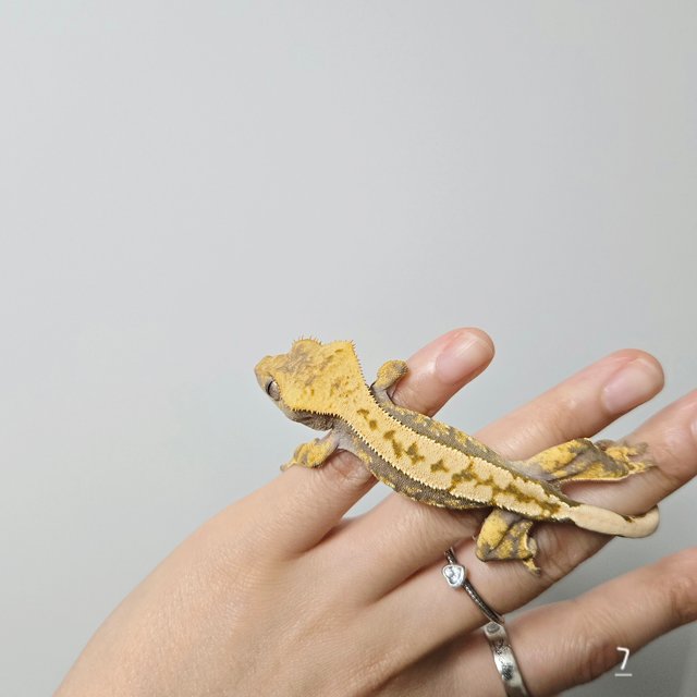 트라이 익스트림할리퀸